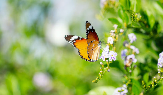 Spring, a Time to Blossom