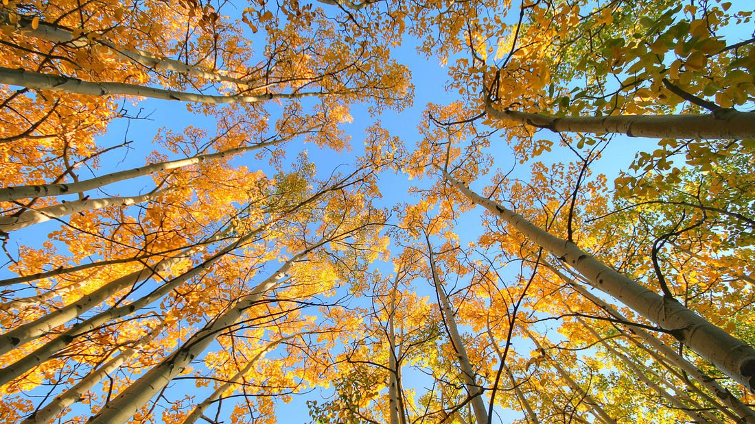 Autumnal trees in forest with blue sky