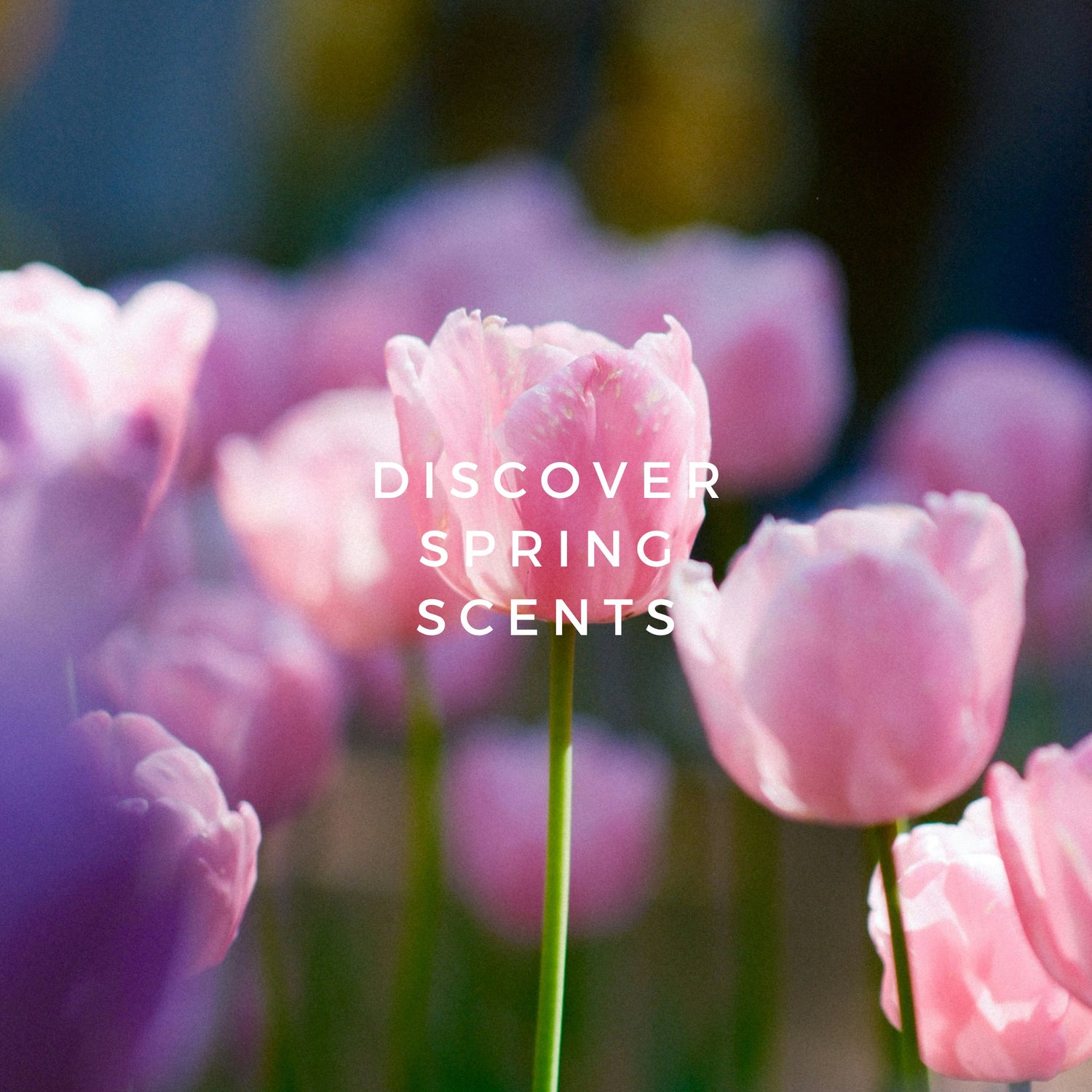 Scents for Springtime